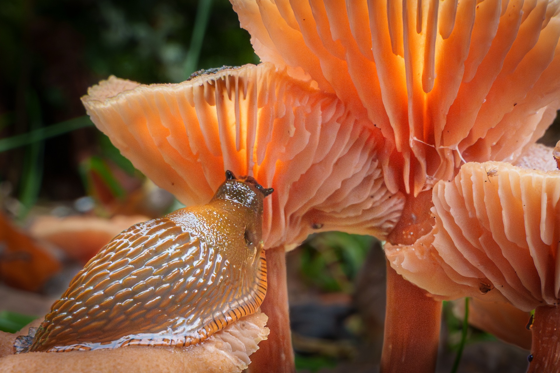 Slug resting beneath glowing mushroom gills